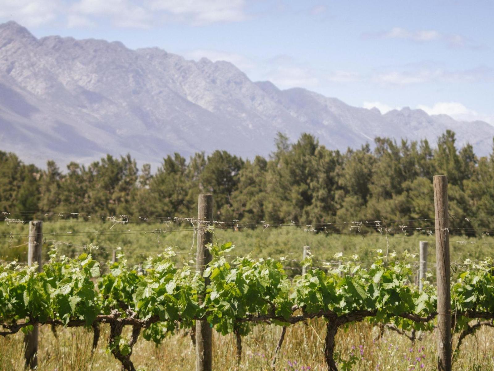 Duikersdrift Winelands Country Escape Hotel Tulbagh Exterior photo