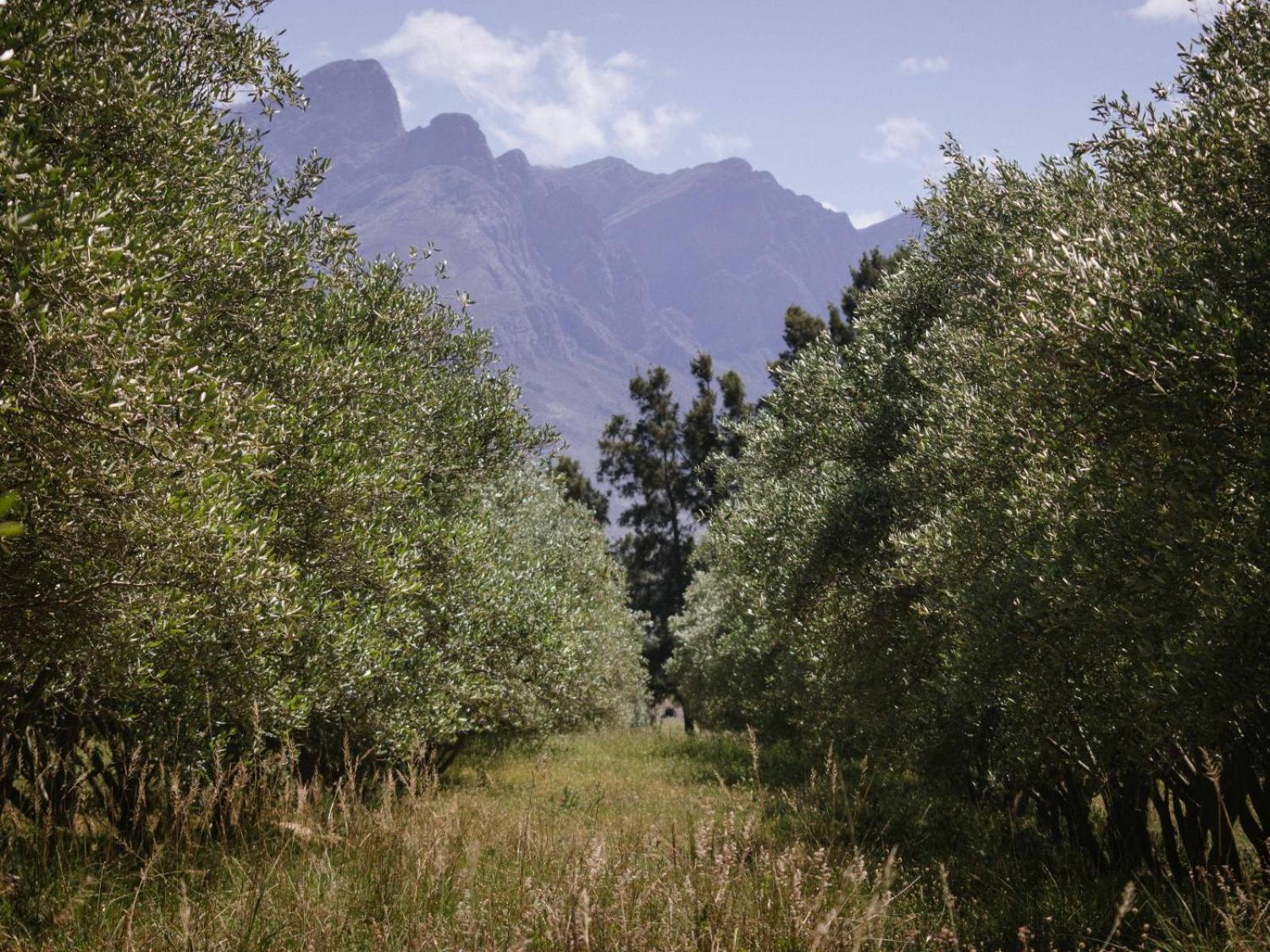 Duikersdrift Winelands Country Escape Hotel Tulbagh Exterior photo